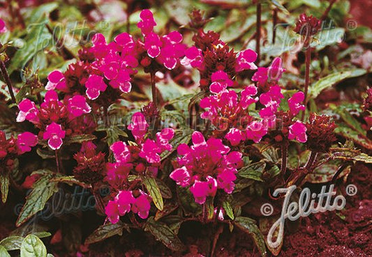 Prunella grandiflora 'Rubra'