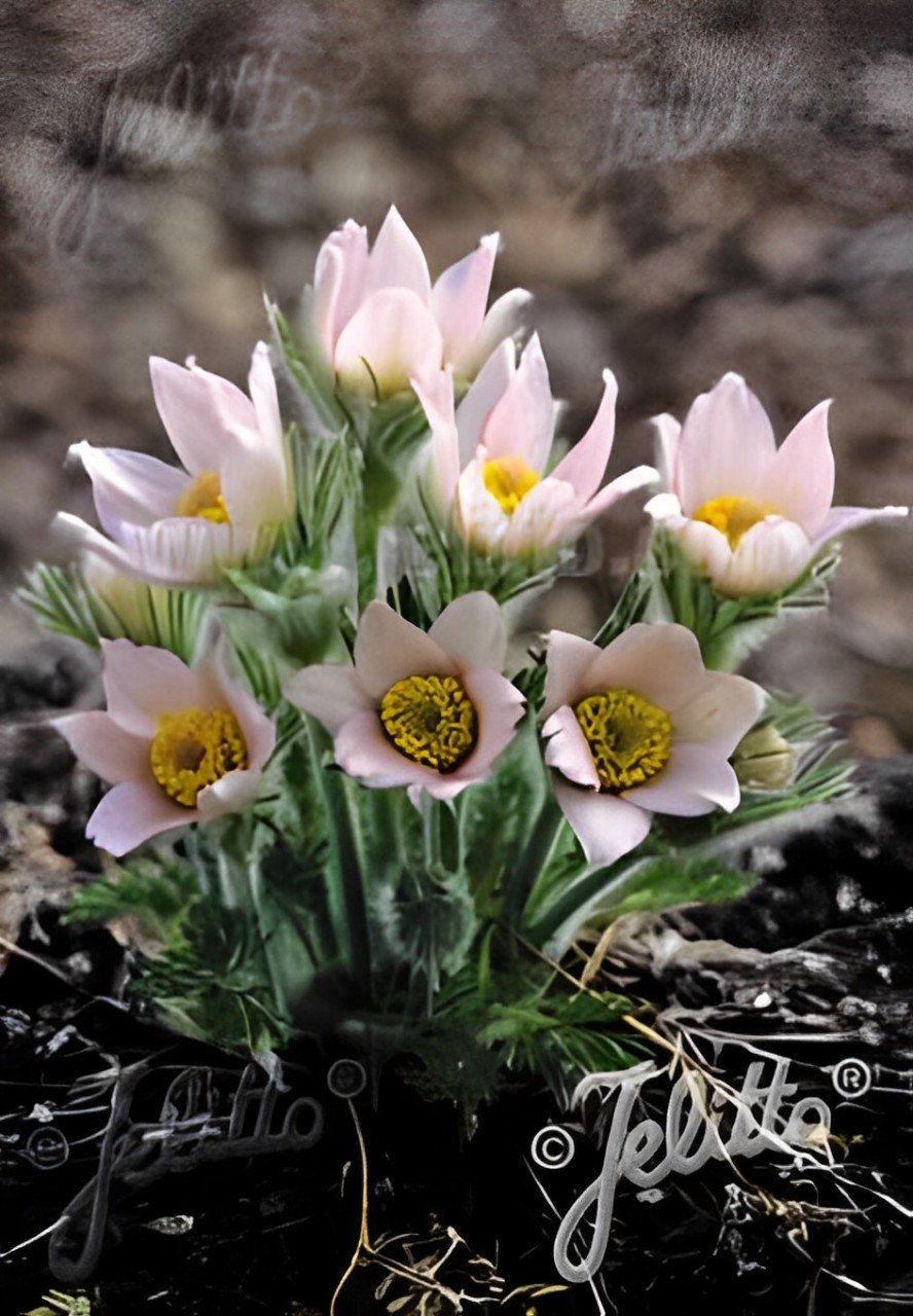 Pulsatilla vulgaris &