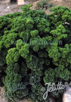 Petroselinum crispum var. crispum (curly parsley)