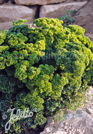 Petroselinum crispum var. crispum (double curled parsley)