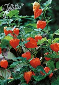 Physalis alkekengi var. franchetii &