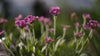 Lychnis flos-jovis nana 'Peggy' | Jupiter's flower