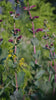 Penstemon grandiflorus 'Prairie Jewel' | large beardtongue