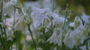 Aquilegia vulgaris 'Alba' white columbine flowers