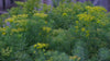 Euphorbia cyparissias yellow spring blooms at The Old Dairy Nursery 