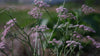 Pimpinella major 'Rosea' pink spring blooms with pollinators at The Old Dairy Nursery