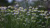 Chamomilla recutita 'Zloty Lan' | chamomile