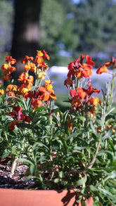 Red-orange blooms of Erysimum cheiri &