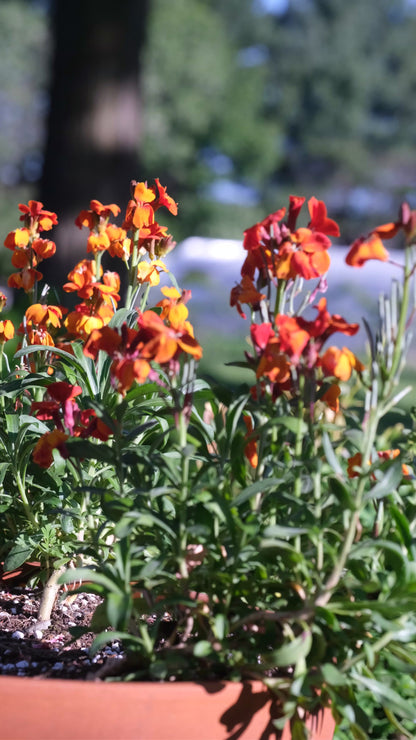 Red-orange blooms of Erysimum cheiri &