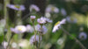 Erigeron pulchellus var. pulchellus 'Lynnhaven Carpet' spring blooms at the Old Dairy Nursery