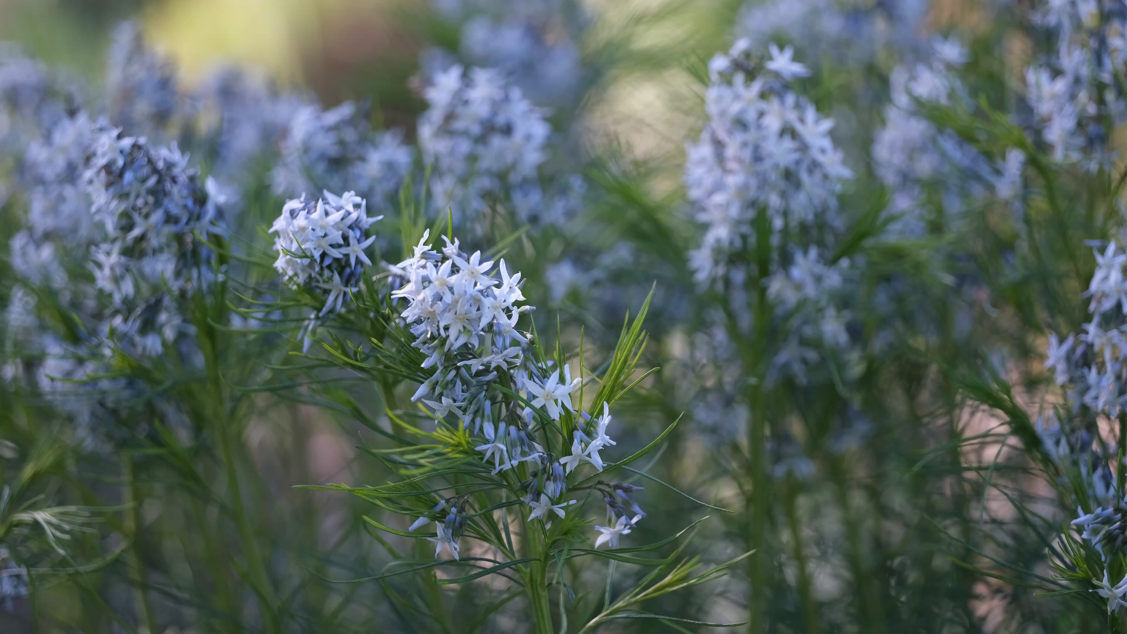Video of pale blue blooms of Amsonia hubrichtii in spring garden. 