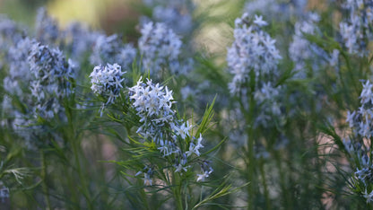 Video of pale blue blooms of Amsonia hubrichtii in spring garden. 