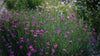 Dianthus deltoides (maiden pink) pink flowers