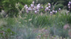 Festuca glauca 'Blue Select'