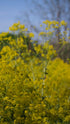 yellow blooms of Istatis tinctoria, commonly known as dyer&