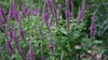 Purple spires of flowers with pollinators in the garden (Teucrium hircanicum)