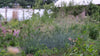 Verbascum phoeniceum 'Rosetta'