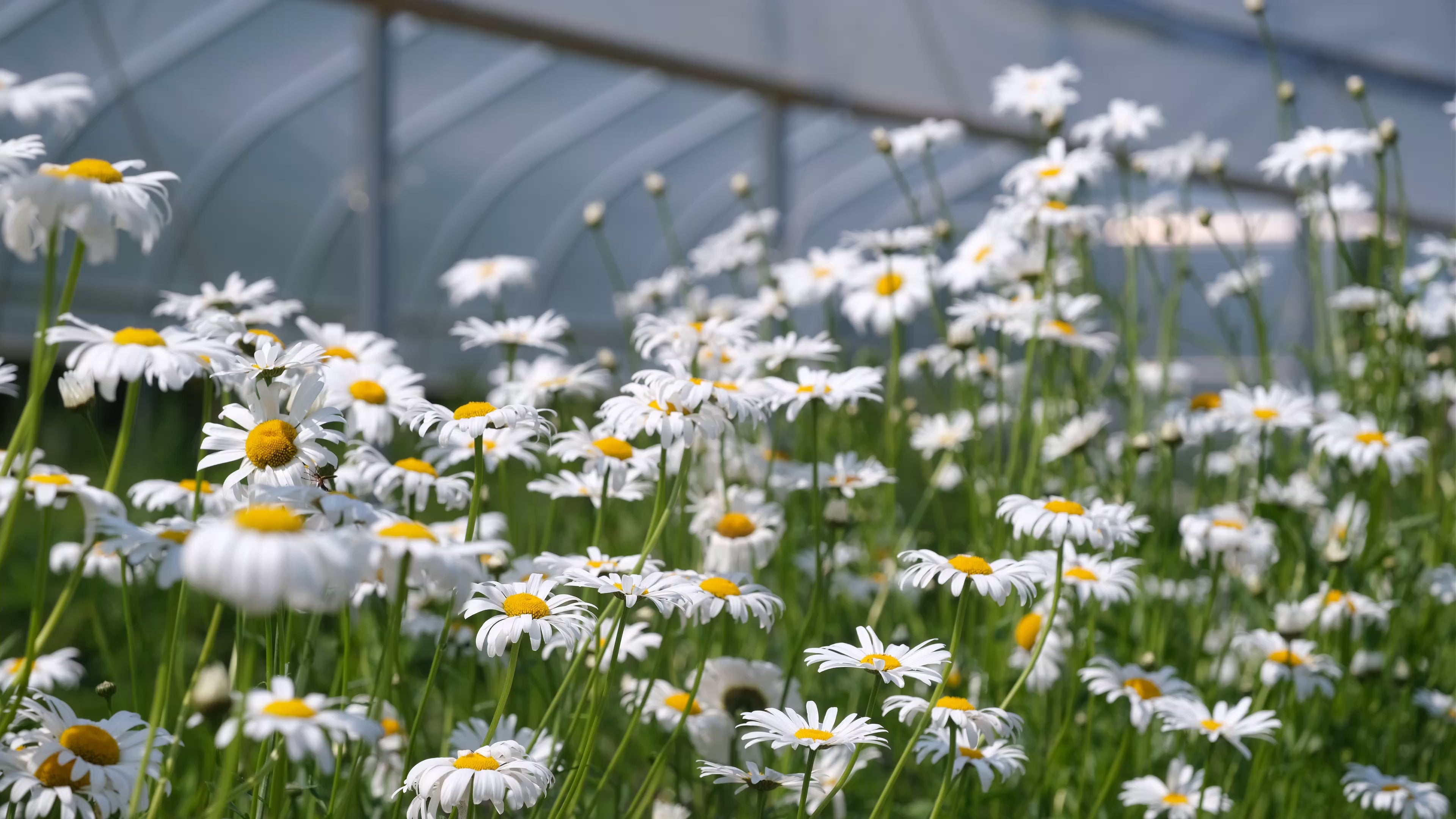 Leucanthemum vulgare 'Maikonigin' | oxeye daisy white and yellow flowers