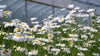 Leucanthemum vulgare 'Maikonigin' | oxeye daisy white and yellow flowers