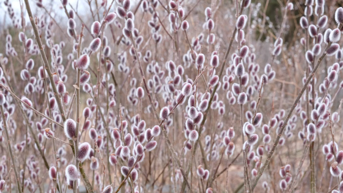 Salix gracilysta 'Mount Aso' pink pussy willow catkins bobbing in the wind