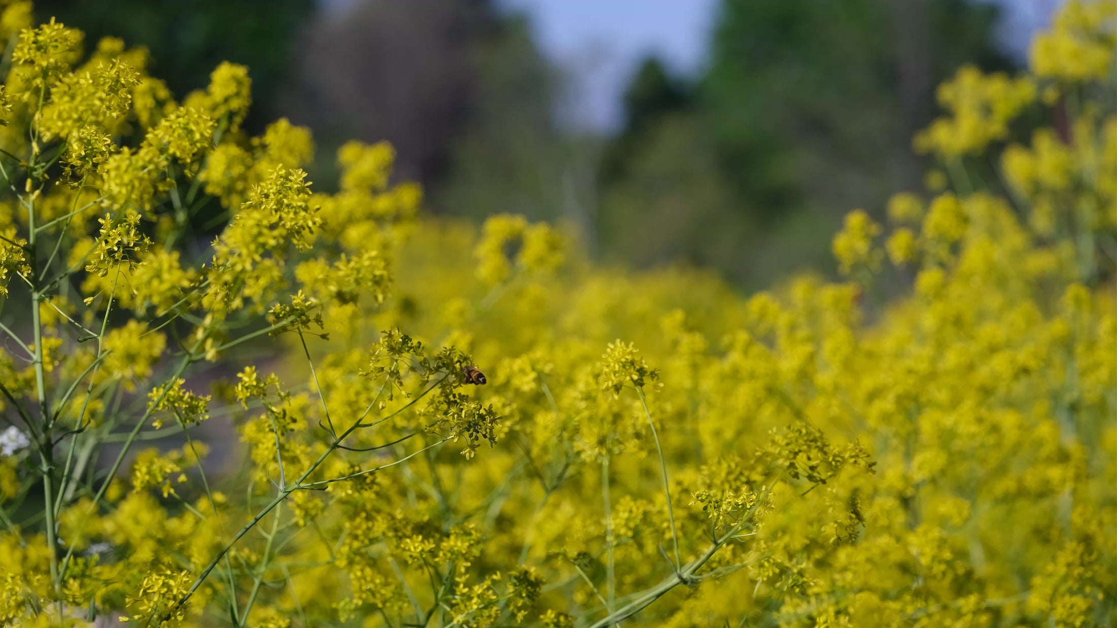yellow blooms of Istatis tinctoria, commonly known as dyer's woad, against a blue sky background