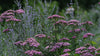 Achillea millefolium 'Cerise Queen' (common yarrow) pink umbel flowers with pollinators