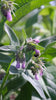 Symphytum x uplandicum