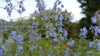 Salvia azurea blue flowers blowing in the breeze with a green background with blue skies. 