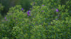 Euphorbia corallioides | coral spurge