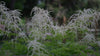Aruncus dioicus | goat's beard white flowers