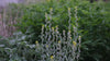Fibigia clypeata in spring at The Old Dairy nursery