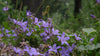 Campanula poscharskyana (Serbian bellflower) purple blooms in the June garden