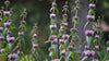 Phlomoides tuberosa lilac blooms