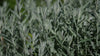 artemisia ludovicana