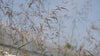 Deschampsia cespitosa blowing in the breeze