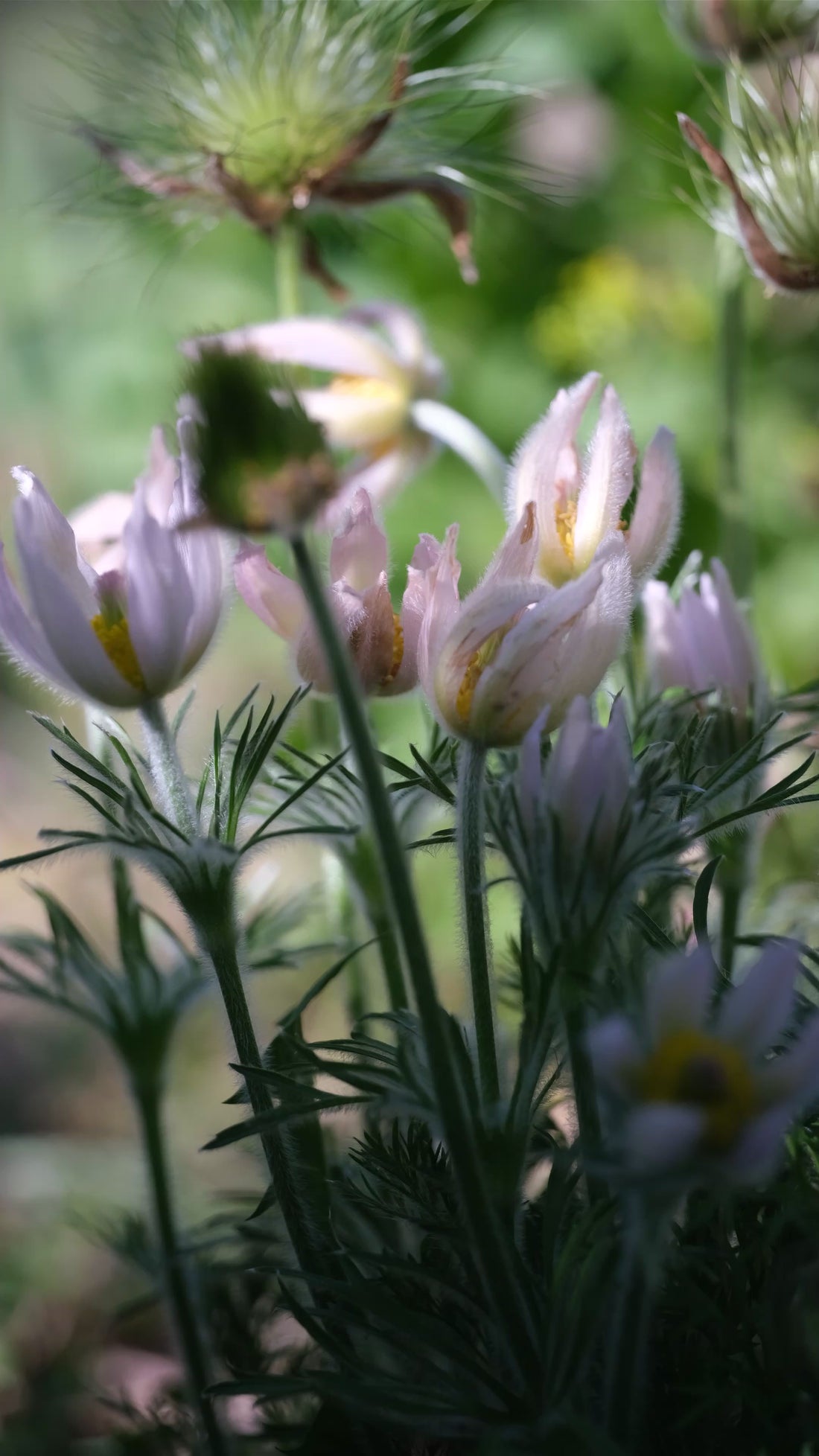 Pale pink Pulsatilla vulgaris &
