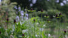 Rudbeckia occidentalis 'Green Wizard' green and brown flowers bobbing in the wind