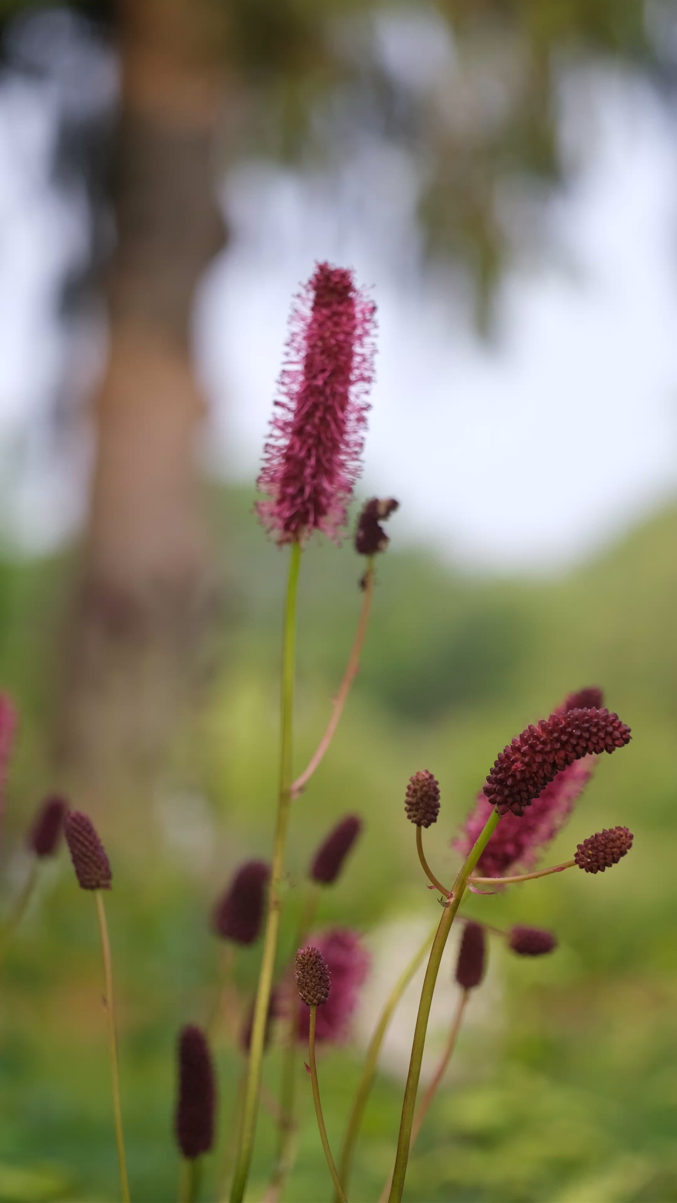Sanguisorba menziesii