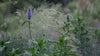 Nepeta nervosa | nerve catmint