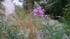 Epilobium angustifolium (rosebay willow herb / fireweed) pink blooms in the garden with grasses and mountain mint