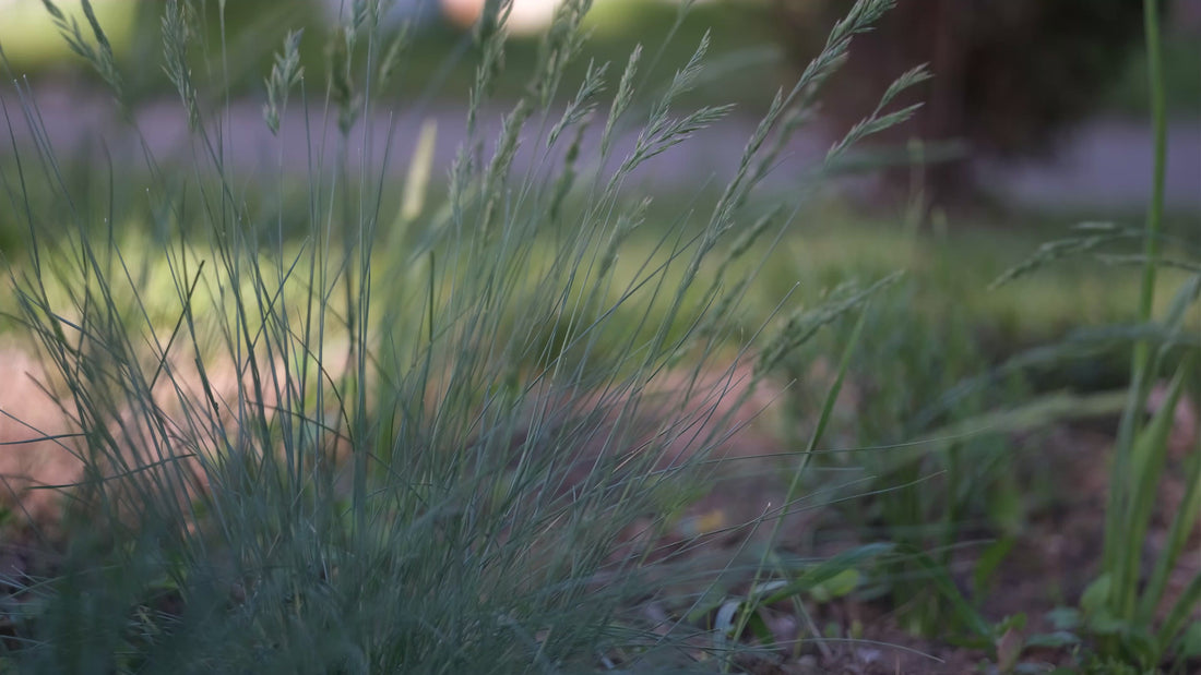 Festuca glauca &
