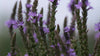 Verbena hastata 'Blue Spires' (American blue vervain) lilac flowers
