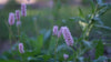 Persicaria bistorta (common bistort) pink flowers