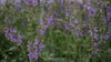 Salvia pratensis (meadow clary) purple blooms at The Old Dairy Nursery
