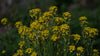 Erysimum hungaricum at The Old Dairy Nursery