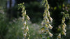 Digitalis grandiflora (yellow foxglove) pale yellow flowers
