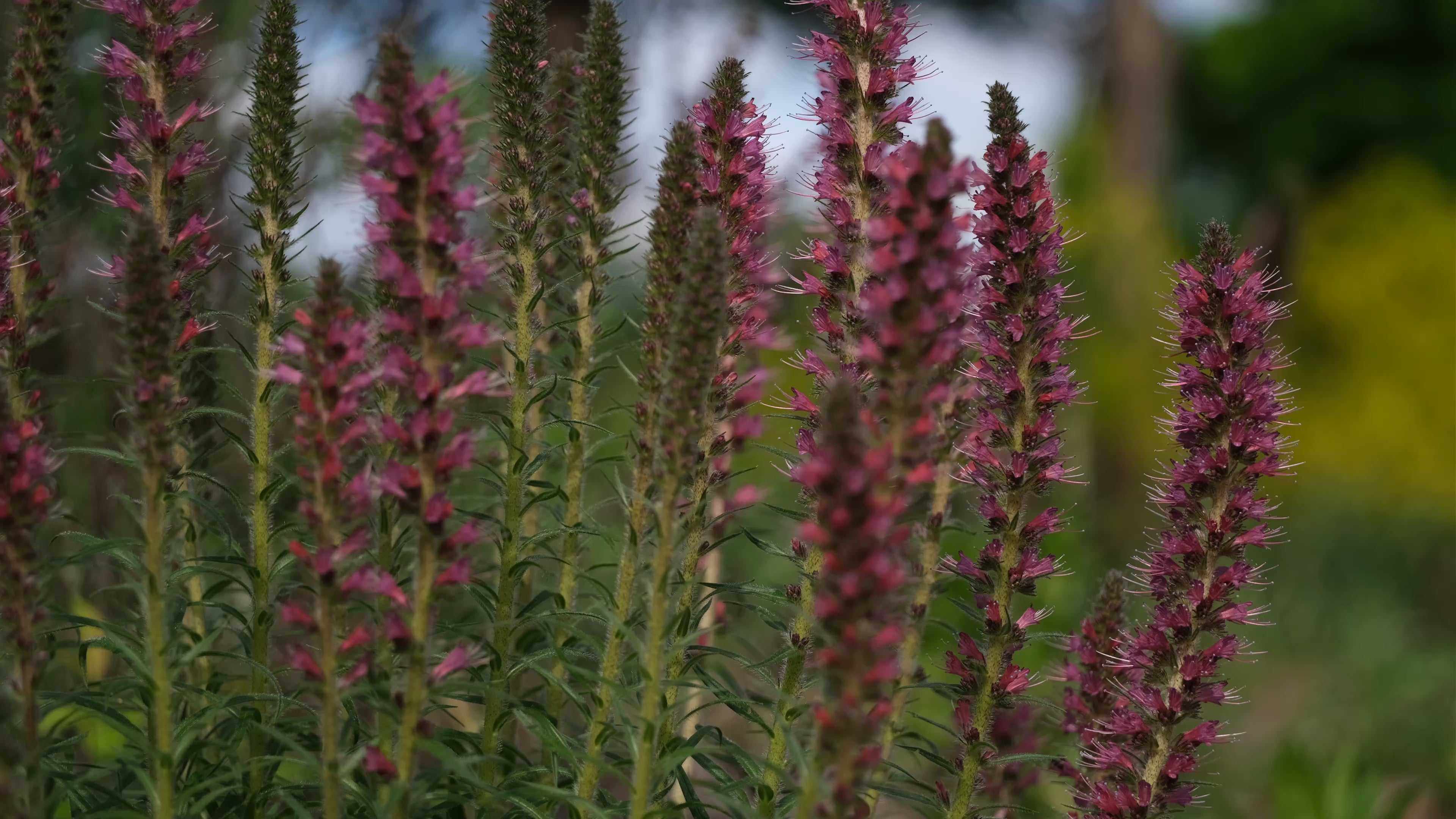 Video of red Echium Russicum blooms against a green and yellow blurred background with bird song. 