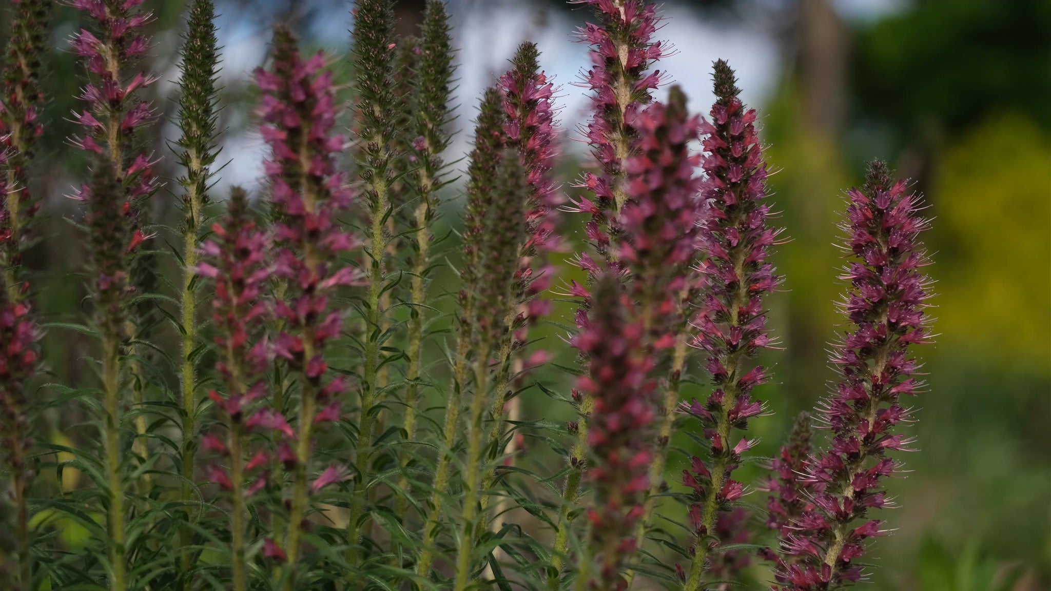 Video of red Echium Russicum blooms against a green and yellow blurred background with bird song. 