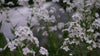 Hesperis matronalis var. albiflora | dame's rocket white spring flowers at The Old Dairy Nursery