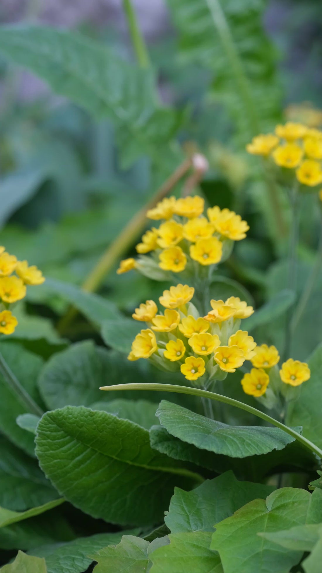 yellow primula veris flowers against a blurred green background